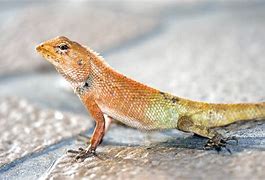 Image result for Lizard Species