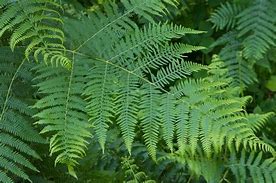 Image result for frond�o