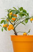 Image result for Orange Fruit Plant