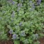 Image result for Nepeta faassenii (x)