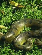 Image result for Green Anaconda Snake