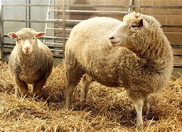 Image result for Transgenic Animals Dolly Sheep