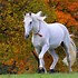 Image result for Beautiful Horse iPhone Wallpaper