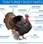 Image result for Turkey Terminology Chart