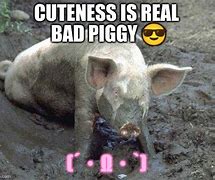 Image result for Dirty Pig Meme