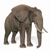 Image result for Free Pic Elephant No Background