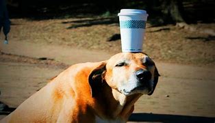 Image result for Funny Fails at Pets