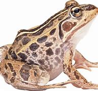 Image result for Brown Toad