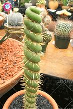 Image result for Cactus Seeds