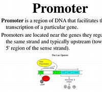 Image result for Promoter Genetics