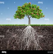 Image result for Apple Tree Root System