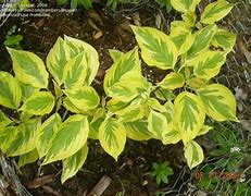 Image result for Cornus alternifolia Golden Shadow