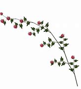 Image result for Rose Vines Plants