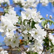 Image result for Whitney Crab Apple Tree