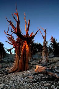 Image result for Oldest Pine Tree in USA
