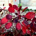 Image result for Cotinus coggygria Lilla