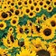 Image result for Hello Sunshine Sunflower Lock Screen