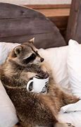 Image result for Animal Humor Raccoon Funny