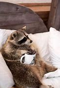Image result for Raccoon Funny Animal Memes