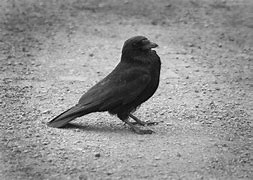 Image result for Crow Picture Background Summer