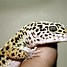 Image result for Guy Trying to Darw a Gecko Meme