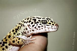 Image result for My Skink My Gecko Meme