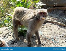 Image result for simians