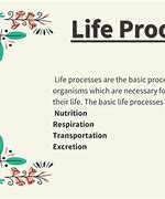 Image result for Life Processes Class 10 Project PDF