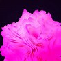 Image result for Pink Wallpaper for Windows 11