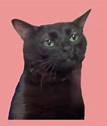 Image result for Me Zoning Out Cat Meme