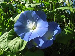 Image result for 33 Days to Morning Glory