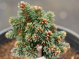Image result for Picea abies WB on Pygmaea
