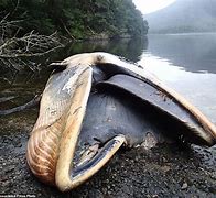 Image result for Biggest Beached Whale