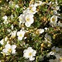 Image result for POTENTILLA FRUT. ABBOTTSWOOD