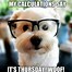 Image result for Funny Thursday Animals