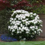 Image result for Rhododendron Cunningham White