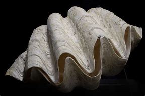 Image result for Giant Real Clam Shells