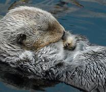 Image result for Baby Otters Sleeping