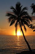 Image result for Palm Tree Lock Screen