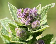 Image result for Nepeta nuda Annes Choice