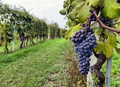 Image result for grape vineyard