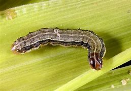 Image result for "fall-armyworm"