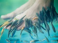 Image result for Fish Feet Pedicure