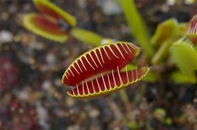 Image result for 5 Carnivorous Plants