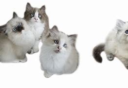 Image result for Ragdoll Kittens