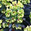Image result for Euphorbia martinii (x) Baby Charm