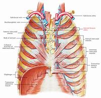 Image result for Internal Thoracic Artery