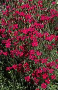 Image result for Dianthus deltoides Flashing Light