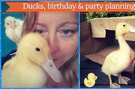 Image result for Duck Birthday Meme