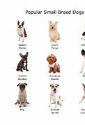 Image result for Small Sized Dog Breeds